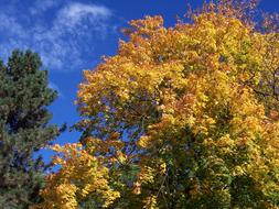 Colorful Leaves Autumn Fall