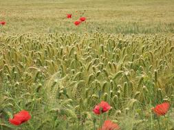 Cornfield Summer Grain