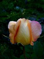 yellow rose bud in garden