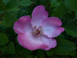 Flowers Pink Macro Bicolor