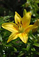 wondrous Lily Flower Yellow