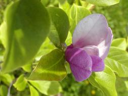 Flower Ornamental pink close-up on blurred background