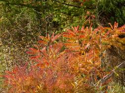 Autumn Golden Foliage forest