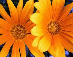 orange spring flowers close up