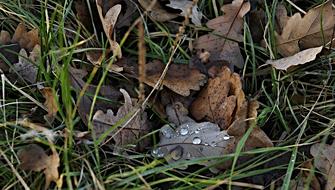 Oak Leaves Dry