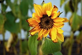 Damaged By frost Yellow Sunflower Flower