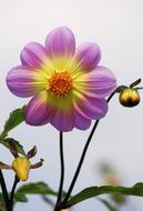 multicolored dahlia on a blurred background