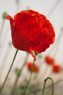 red Flower Blossom Bloom in field