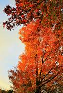 Autumn Tree Orange