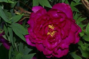 Flower Peony in garden