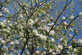 Spring apple blossoms