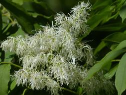 green Tree Blossom Bloom