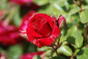 red velvet rose bud