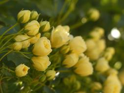 Yellow Roses Flowers in garden