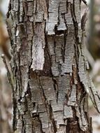 Tree Bark Dry