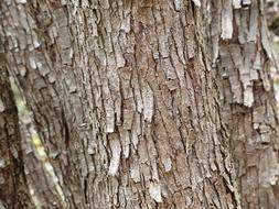 Dry Tree Bark