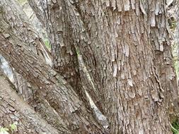 Tree Bark Dry