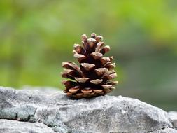 Conifer Pine Cones Tap