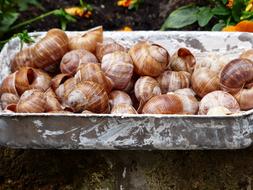 Escargots Snails Collection