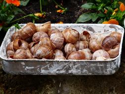 Escargots Snails Collection