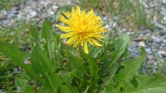 Dandelion Flower Roadside