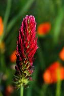 Close-up of the colorful and beautiful, blossoming wild flower, at blurred background