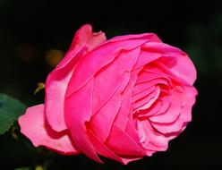 pink Rose Blossom Bloom