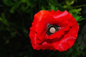 red Poppy Blossom Bloom