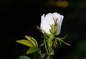 Close-up of the beautiful and colorful, blossoming rose flower on the stem, with the leaves