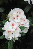 white Shrub Evergreen close-up