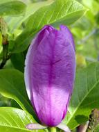 Bud Lila Ornamental flower