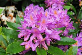 Rhododendron Flowers Shurb