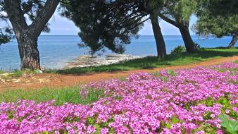 pink flowers on the Adriatic coast in Croatia