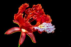 red Blossom with one white spotted petal