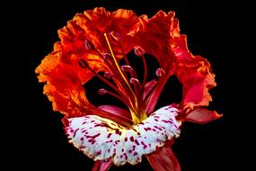 Blossom red white pink black background