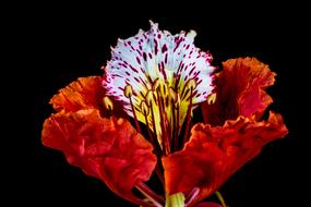 red and pink Blossom at black background