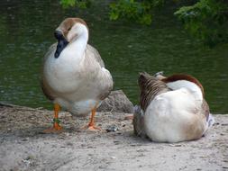 Poultry Ducks