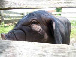 Chinese Pig Mask Close Up