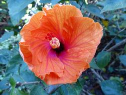 Flower Hibiscus red