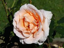 Close-up of the beautiful, blooming, rose of apricot and white colour