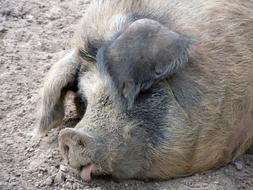 PigS Head Close Up