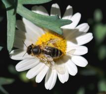 big Bee and white Blossom