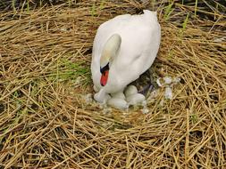 Swan Sweltering Nest