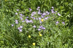 Flower Meadow Summer