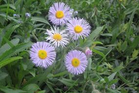 Erigeron, purple flowering plant