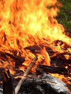 Fire Red Wood