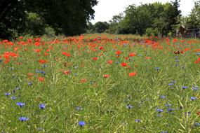 Flower Meadow Poppies Red