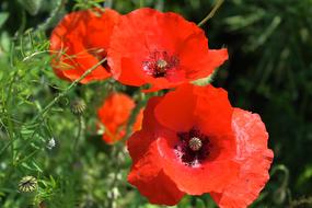 group of red poppies in grass