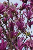 Purple Flower Bush close-up on blurred background