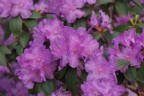 purple flowers on the spring bush